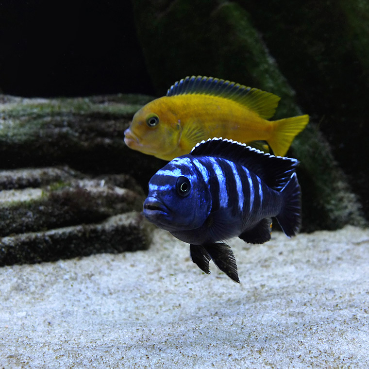 Pseudotropheus Saulosi